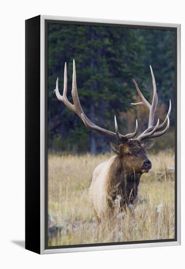 Rocky Mountain Bull Elk-Ken Archer-Framed Premier Image Canvas