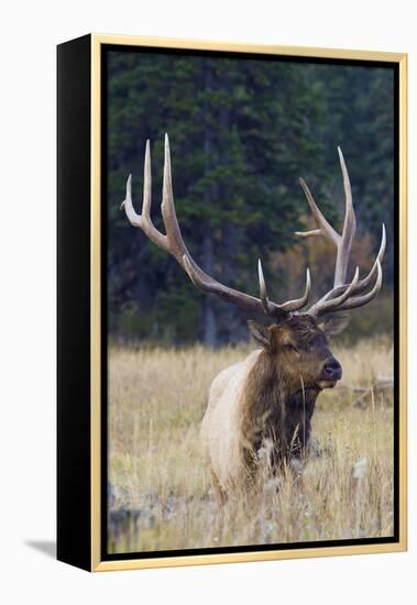 Rocky Mountain Bull Elk-Ken Archer-Framed Premier Image Canvas