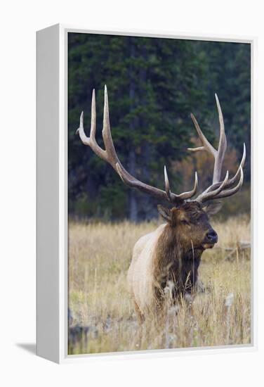 Rocky Mountain Bull Elk-Ken Archer-Framed Premier Image Canvas