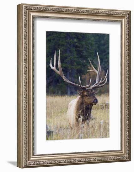 Rocky Mountain Bull Elk-Ken Archer-Framed Photographic Print