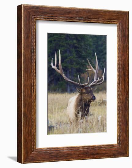 Rocky Mountain Bull Elk-Ken Archer-Framed Photographic Print