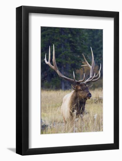 Rocky Mountain Bull Elk-Ken Archer-Framed Photographic Print