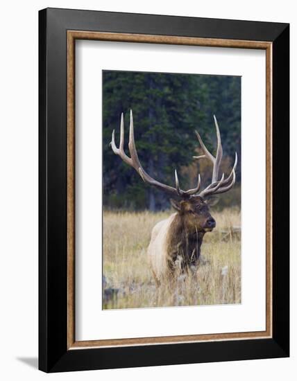 Rocky Mountain Bull Elk-Ken Archer-Framed Photographic Print