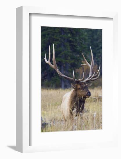 Rocky Mountain Bull Elk-Ken Archer-Framed Photographic Print