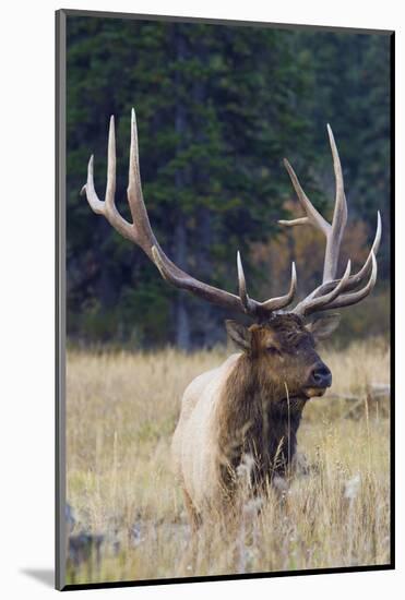 Rocky Mountain Bull Elk-Ken Archer-Mounted Photographic Print