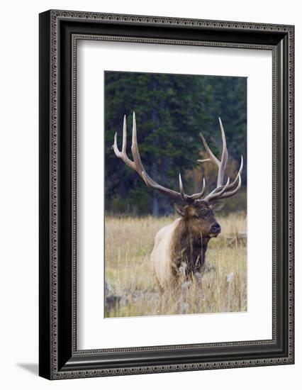 Rocky Mountain Bull Elk-Ken Archer-Framed Photographic Print