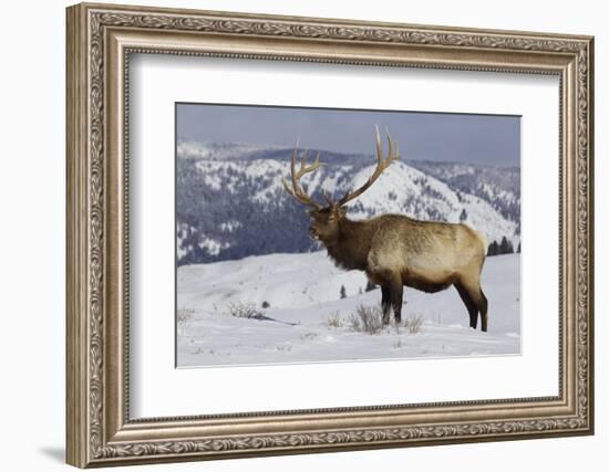 Rocky Mountain Bull Elk-Ken Archer-Framed Photographic Print