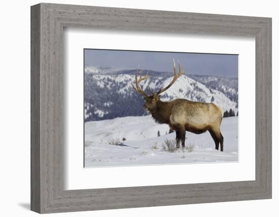 Rocky Mountain Bull Elk-Ken Archer-Framed Photographic Print