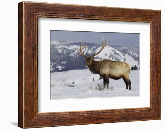 Rocky Mountain Bull Elk-Ken Archer-Framed Photographic Print