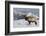 Rocky Mountain Bull Elk-Ken Archer-Framed Photographic Print