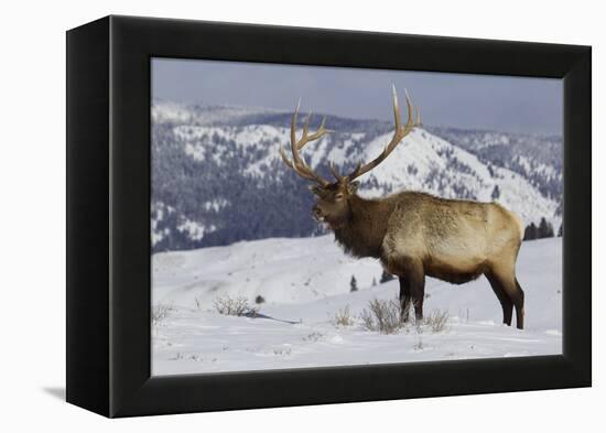 Rocky Mountain Bull Elk-Ken Archer-Framed Premier Image Canvas