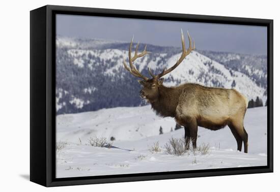 Rocky Mountain Bull Elk-Ken Archer-Framed Premier Image Canvas