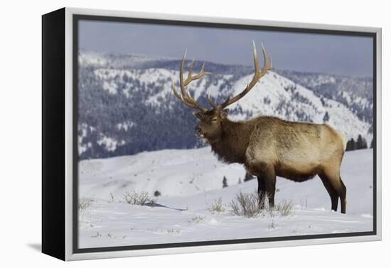 Rocky Mountain Bull Elk-Ken Archer-Framed Premier Image Canvas