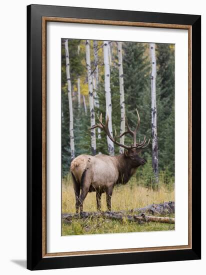 Rocky Mountain Bull Elk-Ken Archer-Framed Photographic Print