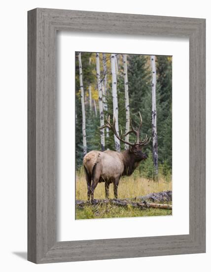 Rocky Mountain Bull Elk-Ken Archer-Framed Photographic Print