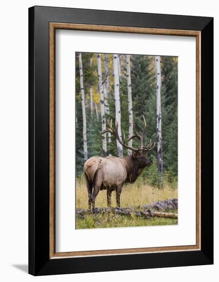 Rocky Mountain Bull Elk-Ken Archer-Framed Photographic Print