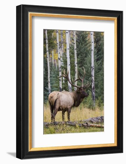 Rocky Mountain Bull Elk-Ken Archer-Framed Photographic Print