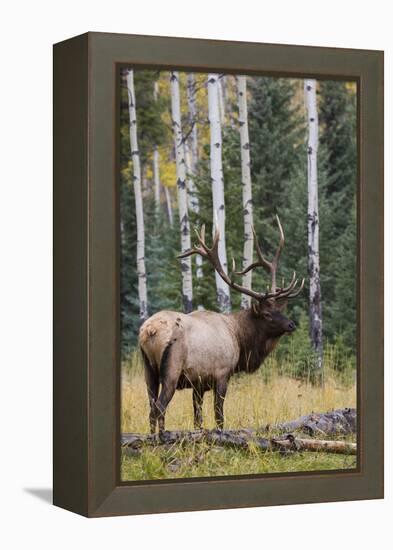 Rocky Mountain Bull Elk-Ken Archer-Framed Premier Image Canvas