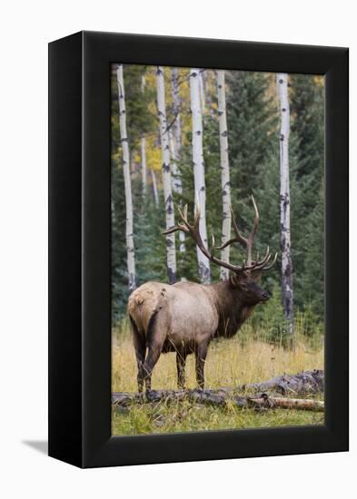 Rocky Mountain Bull Elk-Ken Archer-Framed Premier Image Canvas