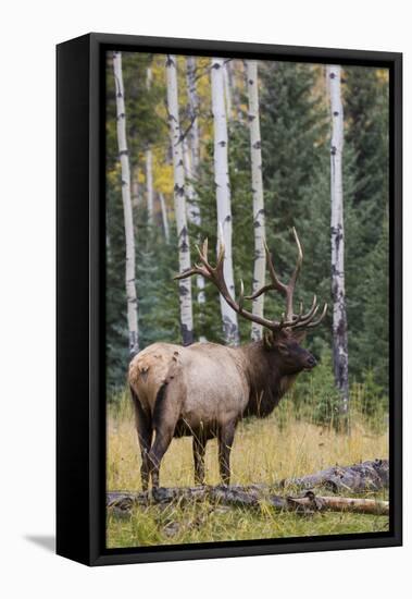 Rocky Mountain Bull Elk-Ken Archer-Framed Premier Image Canvas