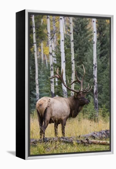 Rocky Mountain Bull Elk-Ken Archer-Framed Premier Image Canvas