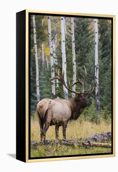 Rocky Mountain Bull Elk-Ken Archer-Framed Premier Image Canvas