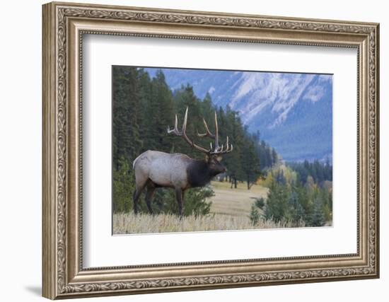 Rocky Mountain bull elk-Ken Archer-Framed Photographic Print