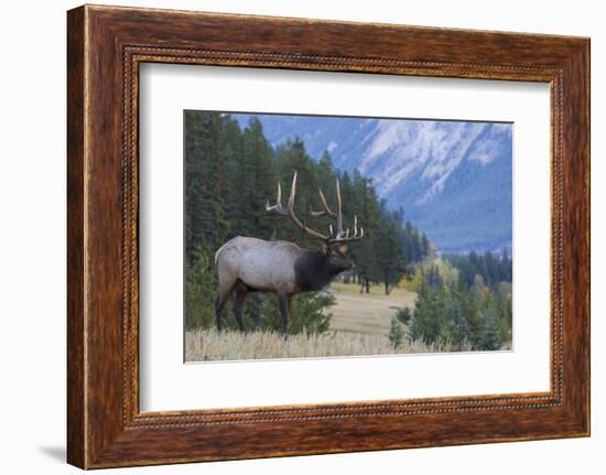 Rocky Mountain bull elk-Ken Archer-Framed Photographic Print