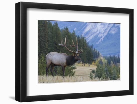 Rocky Mountain bull elk-Ken Archer-Framed Photographic Print