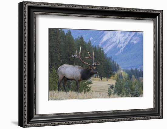 Rocky Mountain bull elk-Ken Archer-Framed Photographic Print