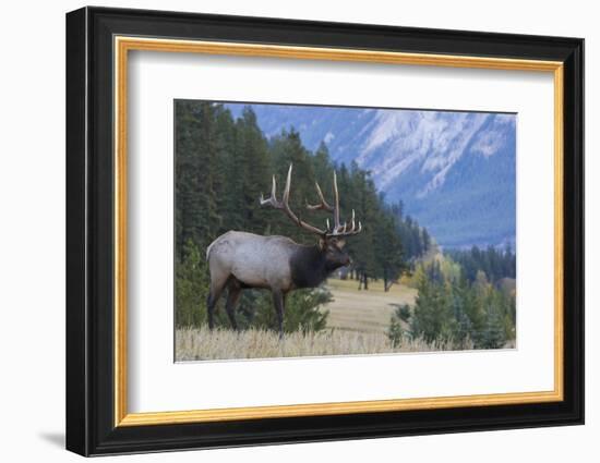 Rocky Mountain bull elk-Ken Archer-Framed Photographic Print