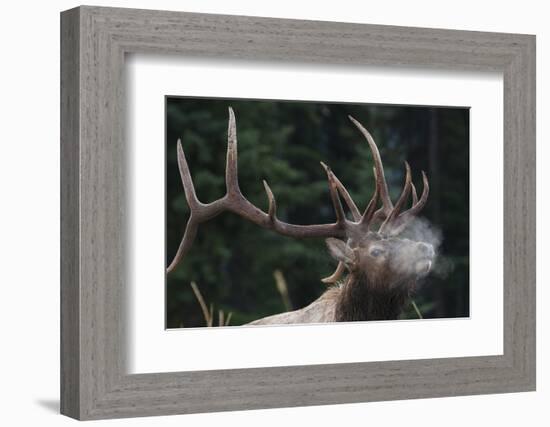 Rocky Mountain bull elk.-Ken Archer-Framed Photographic Print