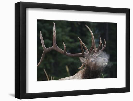 Rocky Mountain bull elk.-Ken Archer-Framed Photographic Print