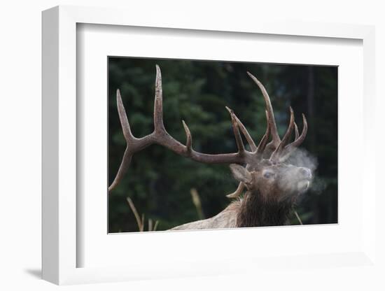 Rocky Mountain bull elk.-Ken Archer-Framed Photographic Print