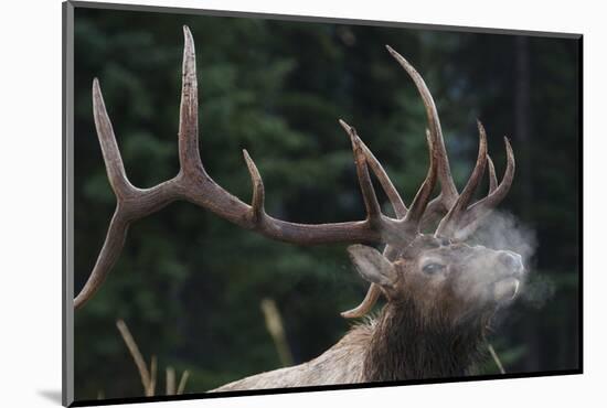 Rocky Mountain bull elk.-Ken Archer-Mounted Photographic Print