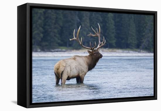 Rocky Mountain bull elk-Ken Archer-Framed Premier Image Canvas