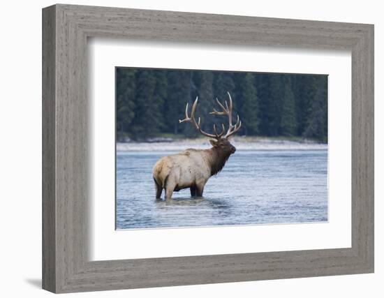 Rocky Mountain bull elk-Ken Archer-Framed Photographic Print