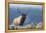 Rocky Mountain bull elk.-Ken Archer-Framed Premier Image Canvas