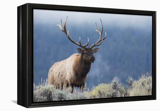 Rocky Mountain bull elk.-Ken Archer-Framed Premier Image Canvas