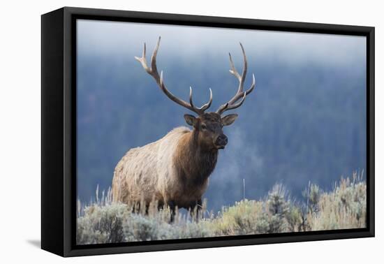 Rocky Mountain bull elk.-Ken Archer-Framed Premier Image Canvas