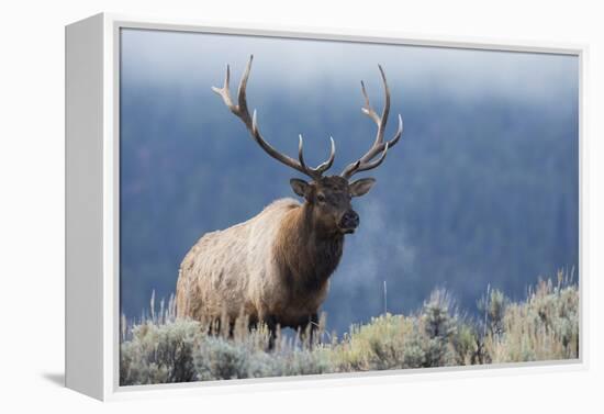 Rocky Mountain bull elk.-Ken Archer-Framed Premier Image Canvas