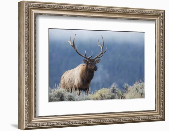 Rocky Mountain bull elk.-Ken Archer-Framed Photographic Print