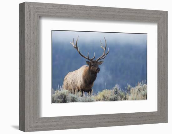 Rocky Mountain bull elk.-Ken Archer-Framed Photographic Print