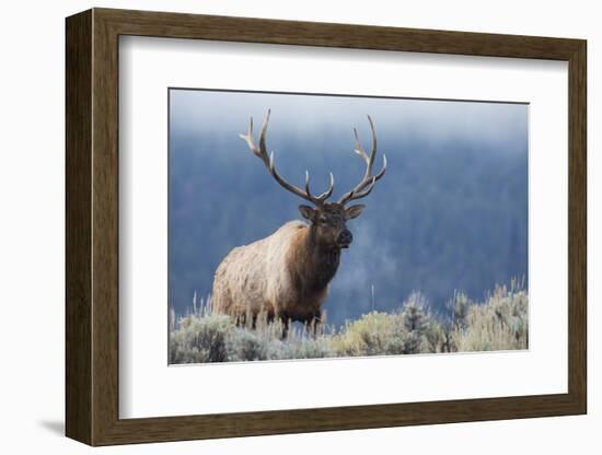 Rocky Mountain bull elk.-Ken Archer-Framed Photographic Print