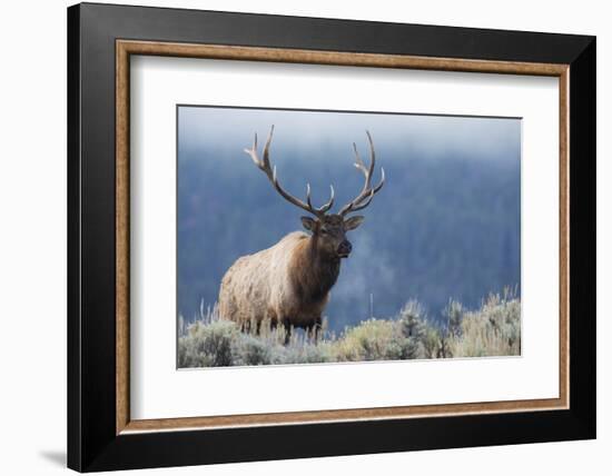 Rocky Mountain bull elk.-Ken Archer-Framed Photographic Print