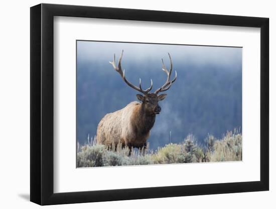 Rocky Mountain bull elk.-Ken Archer-Framed Photographic Print