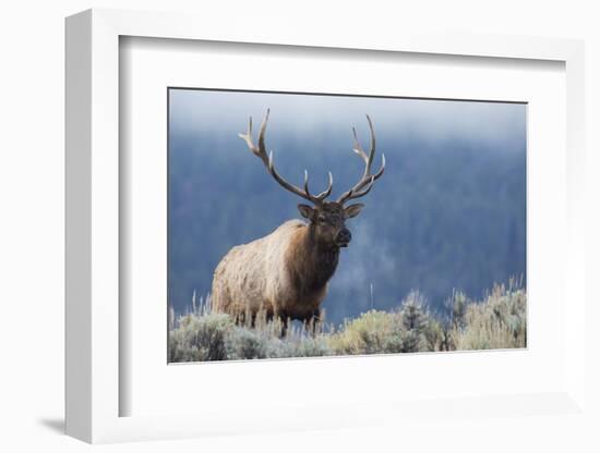 Rocky Mountain bull elk.-Ken Archer-Framed Photographic Print