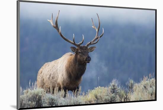 Rocky Mountain bull elk.-Ken Archer-Mounted Photographic Print