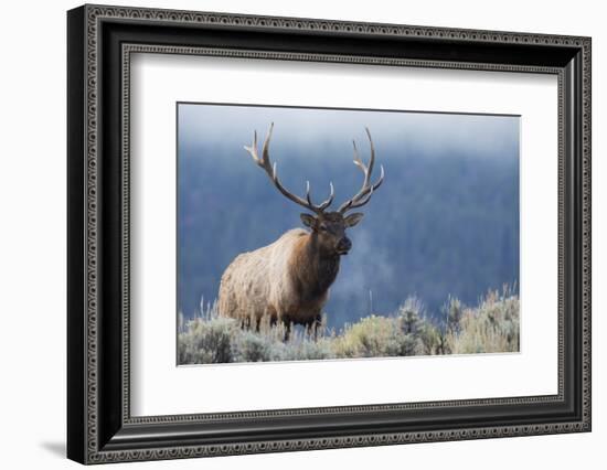 Rocky Mountain bull elk.-Ken Archer-Framed Photographic Print