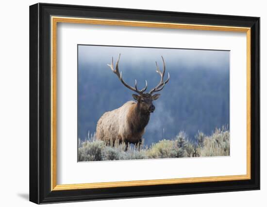 Rocky Mountain bull elk.-Ken Archer-Framed Photographic Print